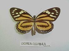 Lycorea halia cleobaea httpsuploadwikimediaorgwikipediacommonsthu