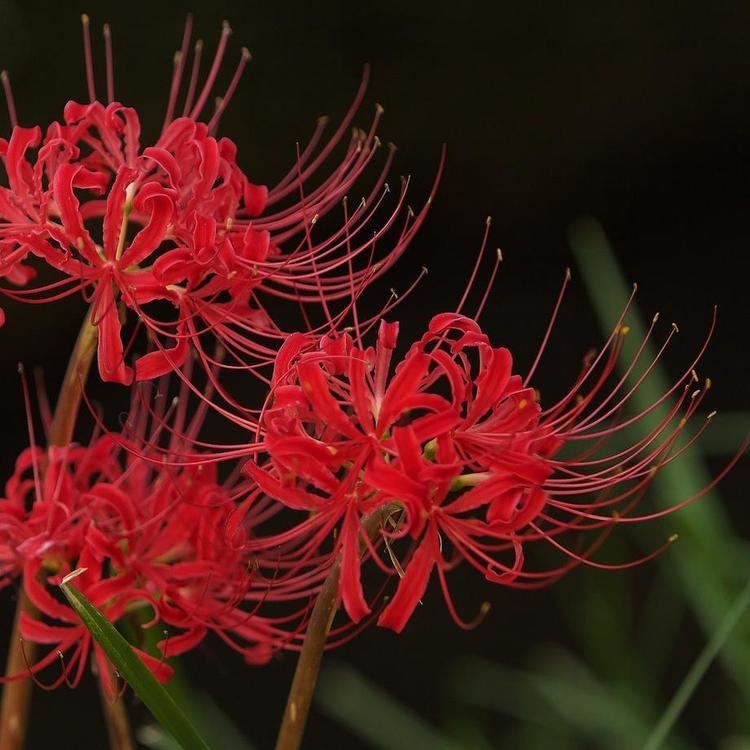 Lycoris radiata Red Lycoris Radiata Red Surprise Lily Red Magic Lily Red
