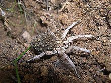 Lycosa tarantula httpsuploadwikimediaorgwikipediacommonsthu
