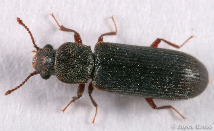 Lyctus (beetle) CalPhotos Lyctus planicollis
