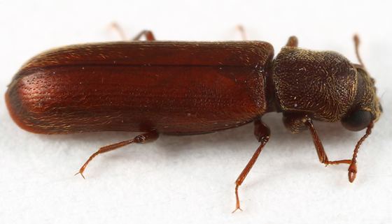 Lyctus brunneus beetle Lyctus brunneus BugGuideNet