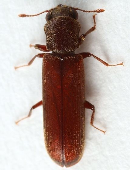 Lyctus brunneus beetle Lyctus brunneus BugGuideNet