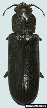 Lyctus planicollis httpsuploadwikimediaorgwikipediacommonsthu