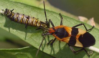 Lygaeidae Valerie39s Austin Bug Collection Insects gt Hemiptera bugs etc