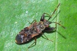 Lygaeoidea Lygaeoidea Seed Bug