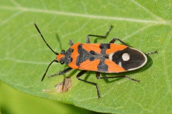 Lygaeus equestris Insects in France