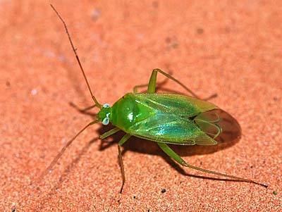 Lygocoris pabulinus Miridae Lygocoris pabulinus Common Green Capsid