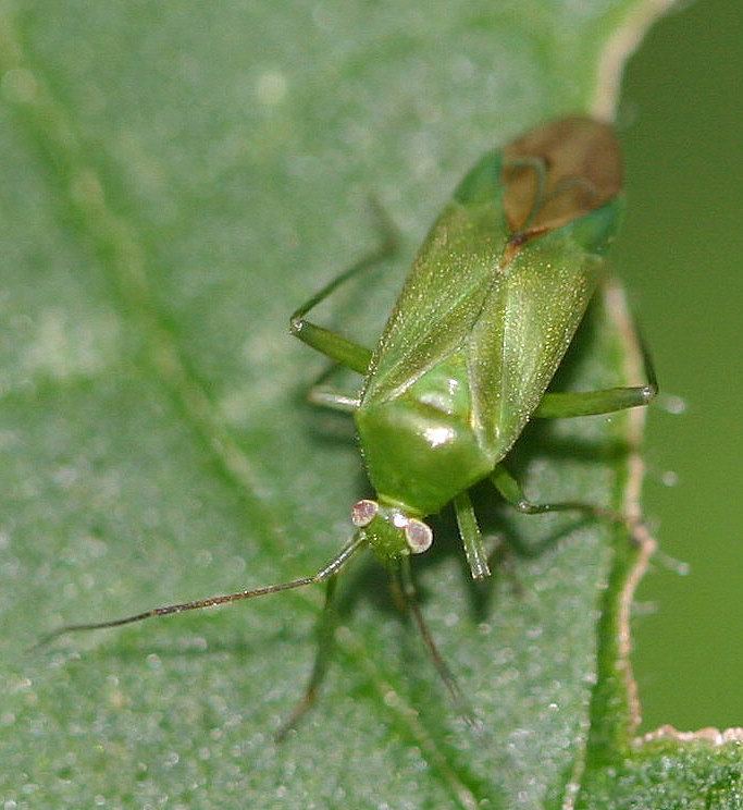 Lygocoris pabulinus Common Green Capsid Lygocoris pabulinus NatureSpot
