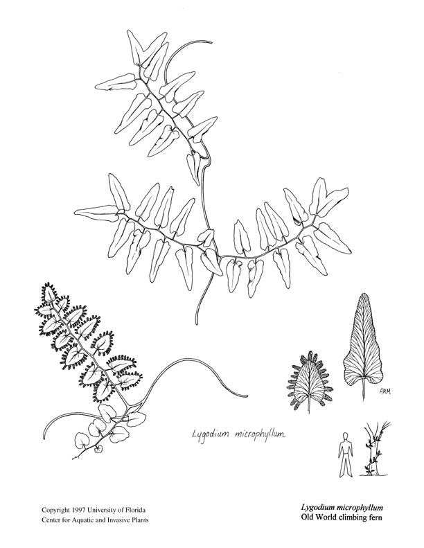 Lygodium Lygodium microphyllum UFIFAS Center for Aquatic and Invasive Plants