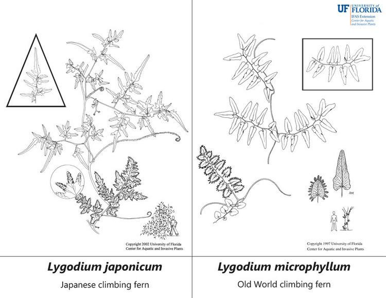 Lygodium Lygodium microphyllum UFIFAS Center for Aquatic and Invasive Plants
