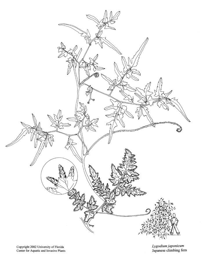 Lygodium japonicum Lygodium japonicum UFIFAS Center for Aquatic and Invasive Plants