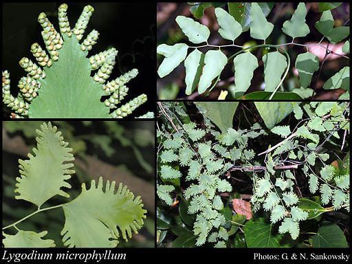 Lygodium microphyllum Lygodium microphyllum Cav RBr FloraBase Flora of Western