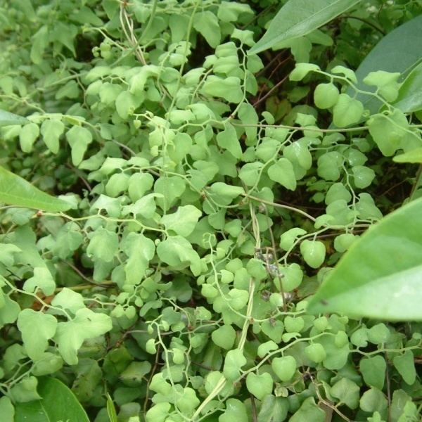 Lygodium microphyllum Lygodium microphyllum Noosa39s Native Plants