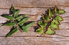 Lygodium microphyllum httpsuploadwikimediaorgwikipediacommonsthu
