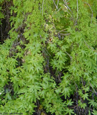Lygodium palmatum Lygodium palmatum