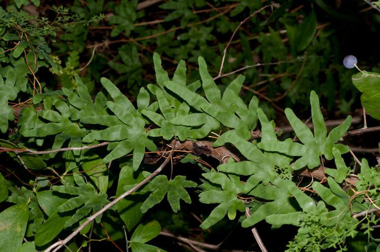 Lygodium palmatum Lygodium palmatum Hartford Fern