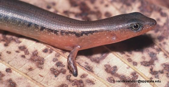 Lygosoma Lygosoma bowringii The Reptile Database