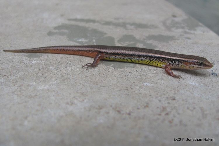 Lygosoma bowringii Bowring39s Supple Skink Reptiles and Amphibians of Bangkok