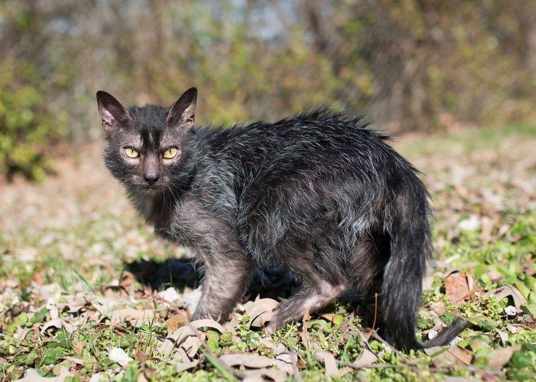 Lykoi Lykoi cats have a DNA mutation that makes them look like werewolves