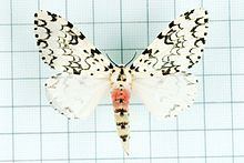 Lymantria concolor httpsuploadwikimediaorgwikipediacommonsthu