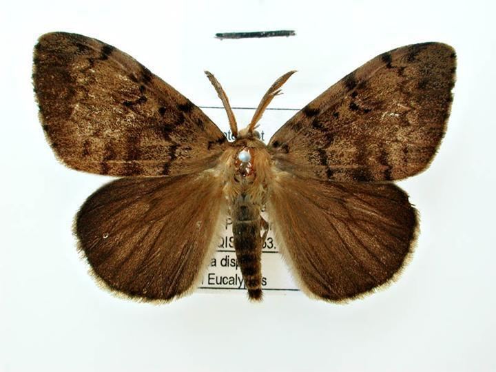 Lymantria dispar Japanese gypsy moth