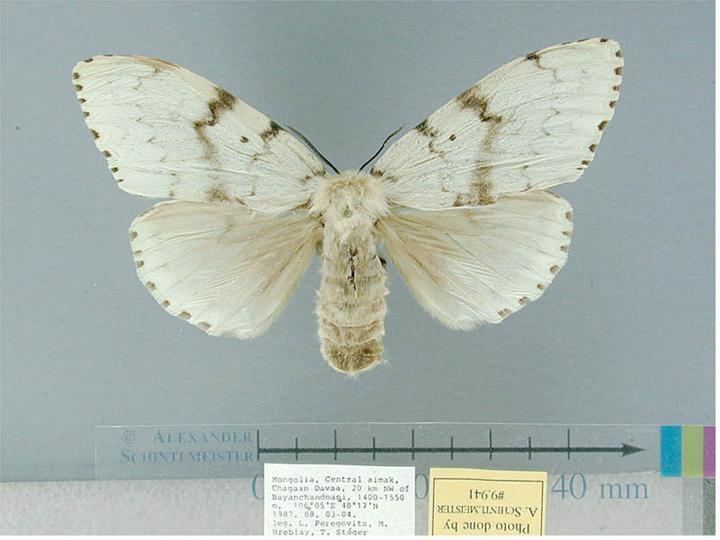 Lymantria dispar dispar Asian gypsy moth