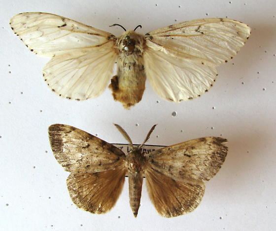 Lymantria dispar Gypsy Moths Lymantria dispar BugGuideNet