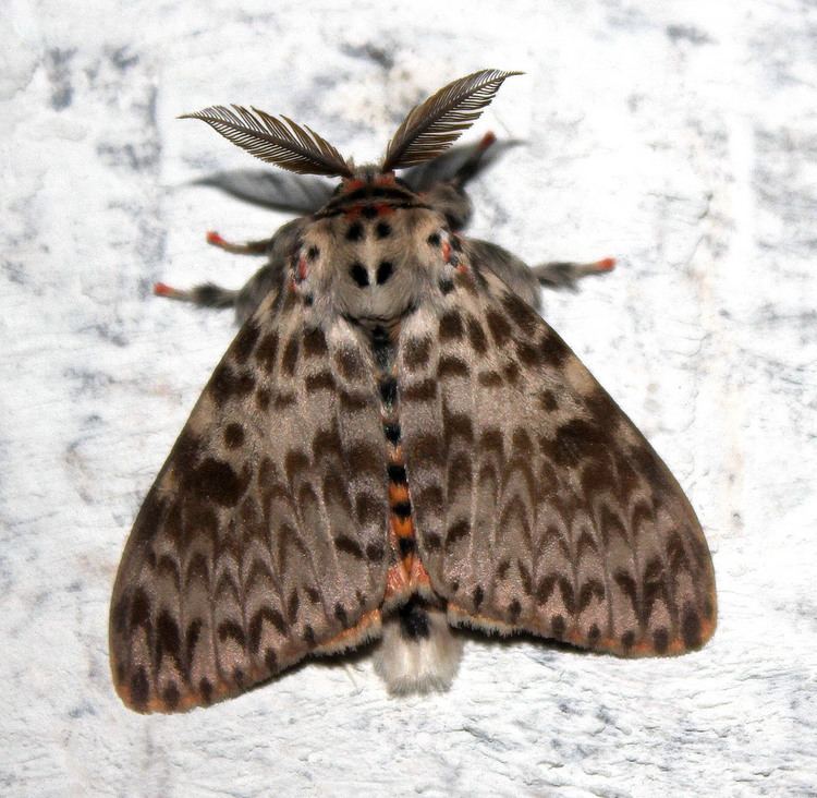 Lymantria mathura ecosystemfaunaRosy Gypsy MothLymantria viola Swinhoe 18 Flickr