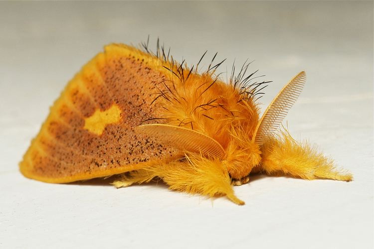 Lymantriinae Tussock Moth Euproctis plagiata Lymantriinae Erebidae Flickr