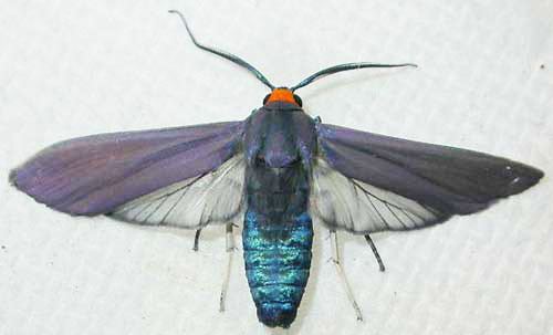 Lymire edwardsii Edwards wasp moth Lymire edwardsii Grote
