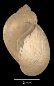 Lymnaea meridensis httpsuploadwikimediaorgwikipediacommonsthu