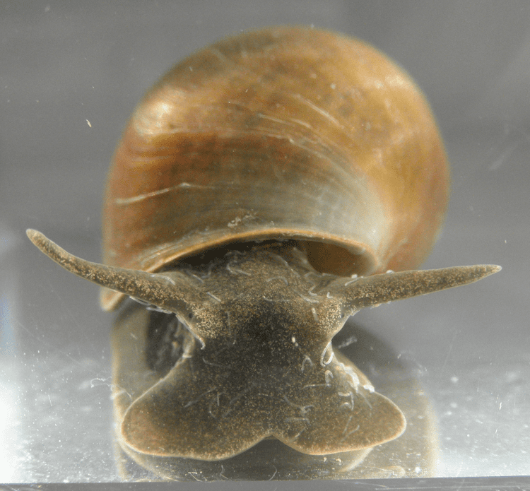 Lymnaea stagnalis Lymnaea stagnalis gastropods