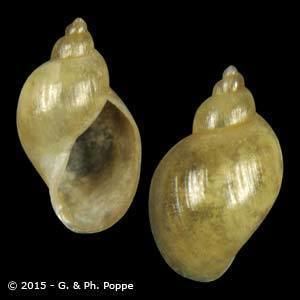 Lymnaeidae LYMNAEIDAE Shells For Sale Conchology Inc