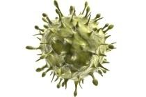Lymphocryptovirus medianotrefamillecomimagescmssante210x13992