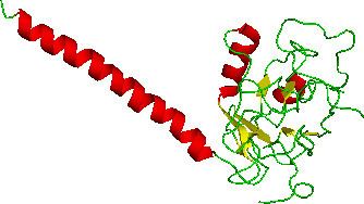Lymphotoxin beta receptor