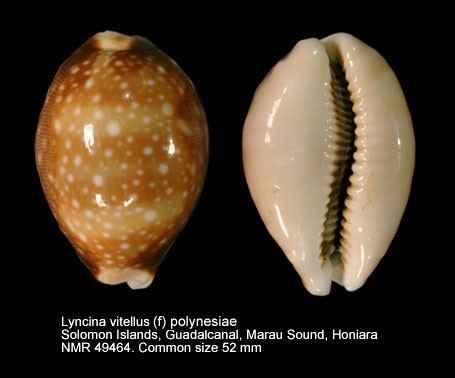 Lyncina vitellus WoRMS World Register of Marine Species