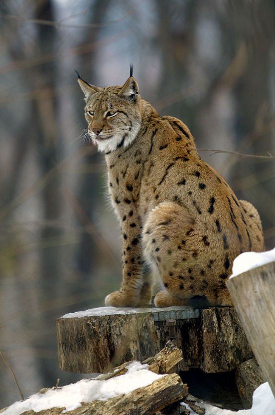 Lynx Eurasian lynx Wikipedia
