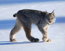 Lynx Lynx Wikipedia