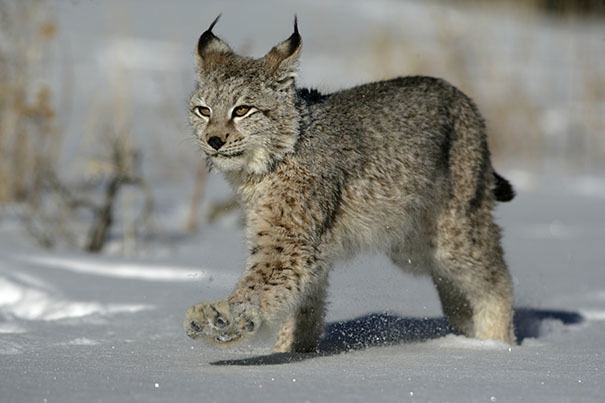 Lynx Lynx Facts History Useful Information and Amazing Pictures