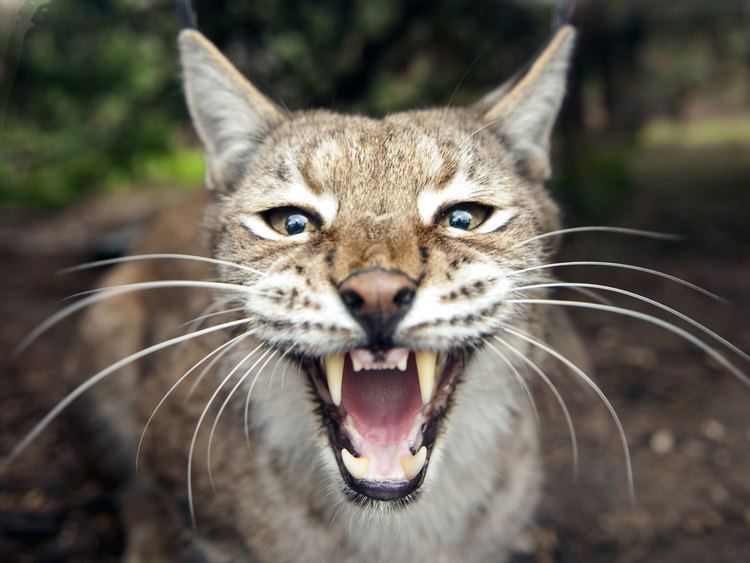 Lynx Lynx to be reintroduced into wild in Britain after a 1300year