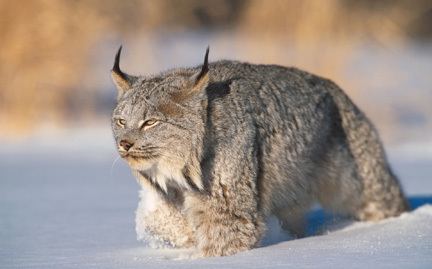 Lynx Lynx Animal symbolic adoptions from WWF