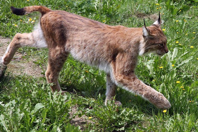 Lynx issiodorensis Lynx issiodorensis Wikiwand