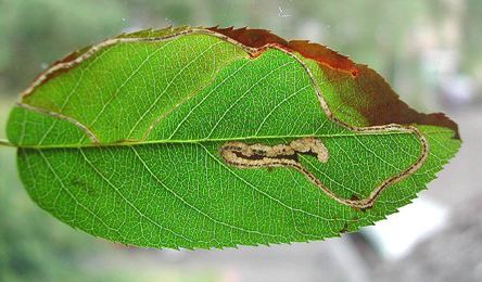 Lyonetia clerkella Lyonetia clerkella Lepidoptera Lyonetidae in Leaf and stem mines