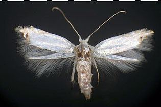 Lyonetiidae Lyonetiidae images