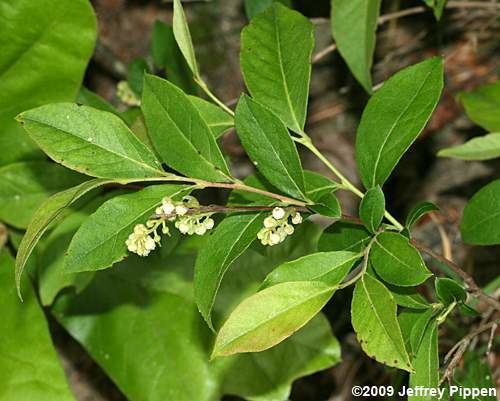 Lyonia ligustrina Lyonia maleberry staggerbush fetterbush