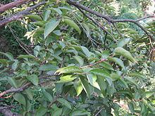 Lyonia ovalifolia httpsuploadwikimediaorgwikipediacommonsthu