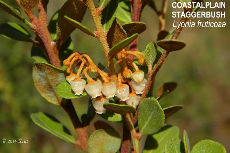 Lyonia (plant) shrub What Florida Native Plant Is Blooming Today