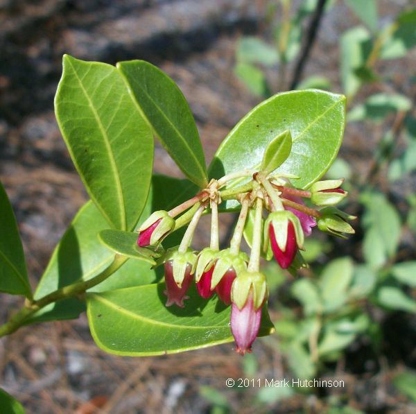 Lyonia (plant) Florida Native Plant Society