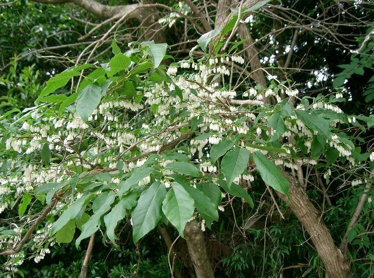 Lyonia (plant) httpsuploadwikimediaorgwikipediacommons66