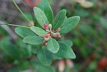 Lyonia truncata httpsuploadwikimediaorgwikipediacommonsthu